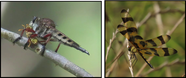 A spider and a dragonfly are sitting on a branch
