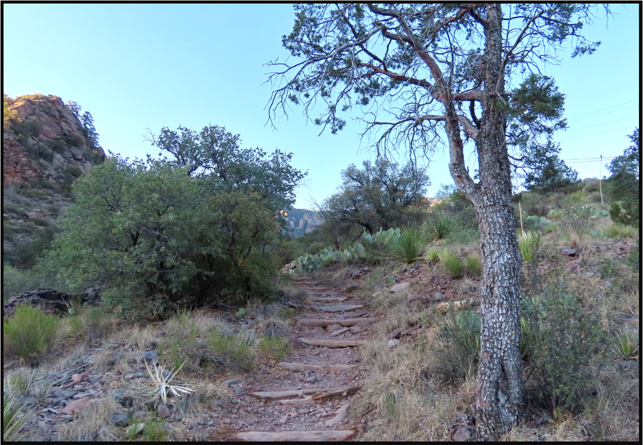 A wooden staircase leading up to a tree in the woods.
