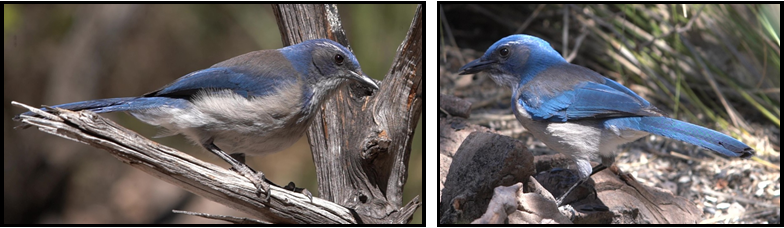 Two pictures of a blue jay perched on a tree branch