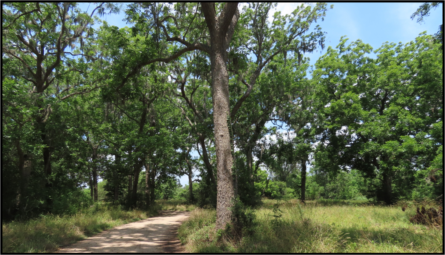 A dirt road in the middle of a forest