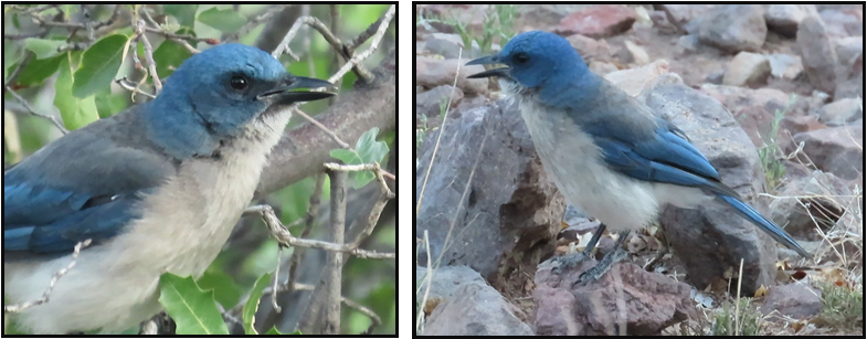 Two pictures of a blue and gray bird sitting on a rock.