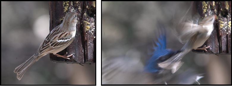 Two pictures of a bird sitting on a tree branch.