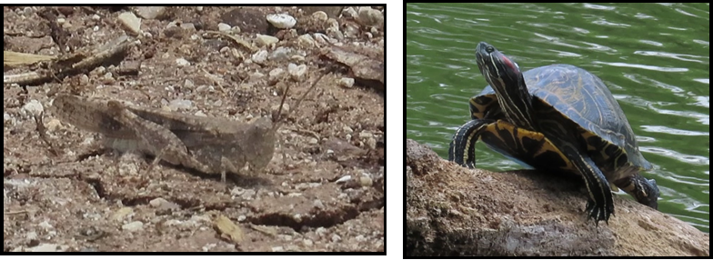 A turtle is sitting on a rock next to a body of water.