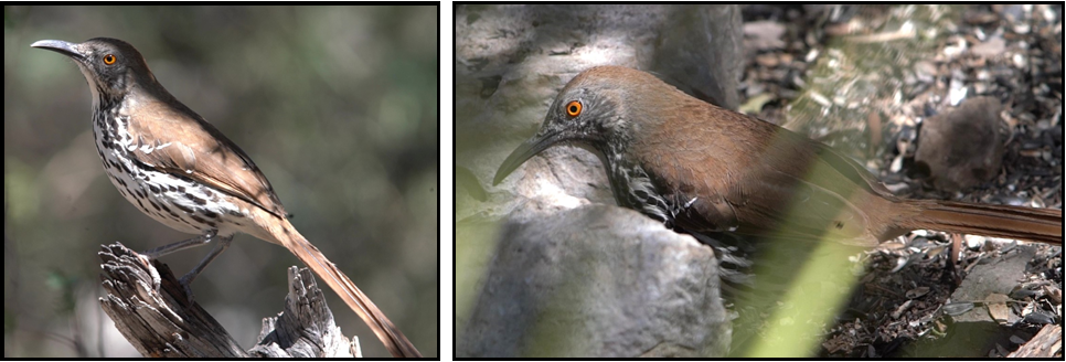 Two pictures of a bird with a long tail