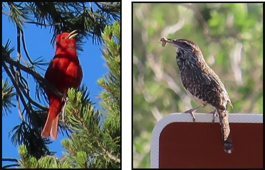 A red bird is perched on a tree branch and a brown bird is perched on a sign.
