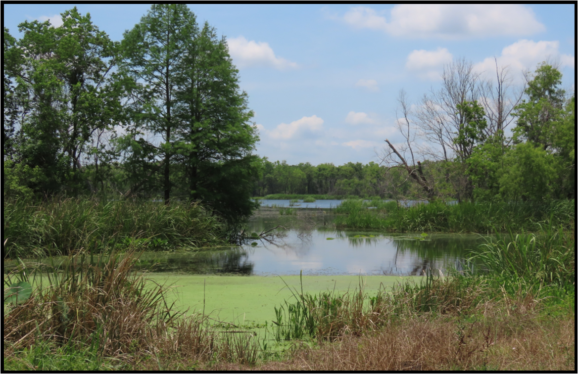 A large body of water surrounded by trees and grass