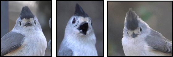 Three pictures of a bird with a black beak