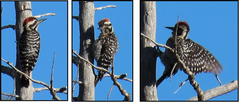 Three pictures of a woodpecker perched on a tree branch
