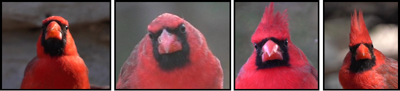 Four pictures of a red bird with a black beak.