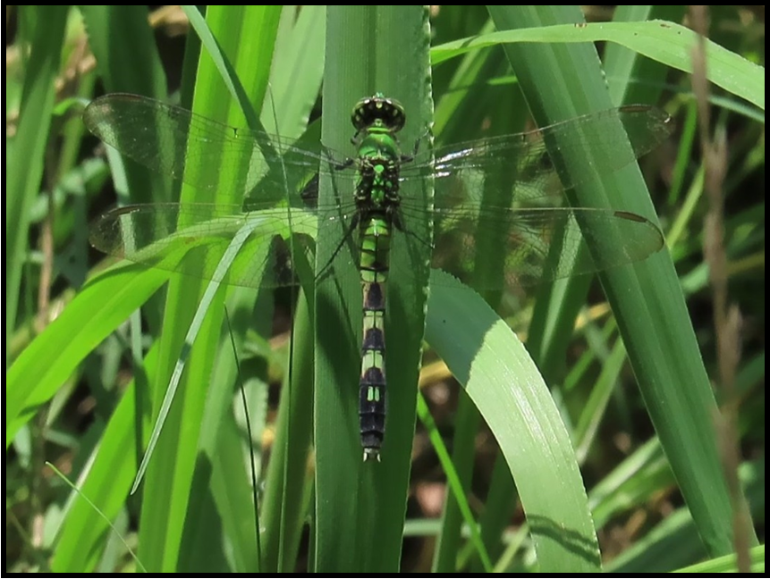 A dragonfly is perched on a green leaf