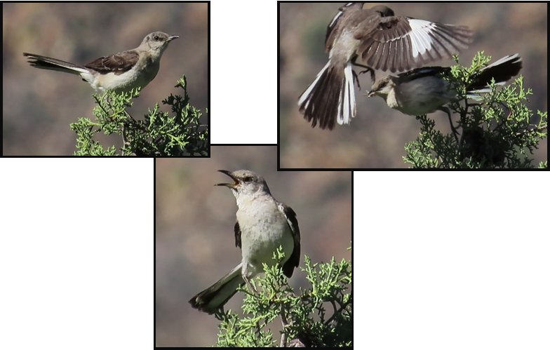 Three pictures of birds sitting on a tree branch.