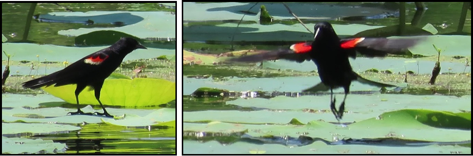A black bird with red wings is standing in the water