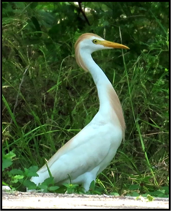 A white bird with a yellow beak is standing in the grass