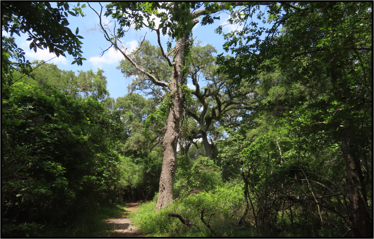 A tree in the middle of a forest with a path going through it