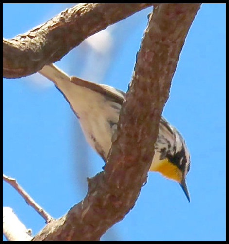 A small bird perched on a tree branch with a blue sky in the background