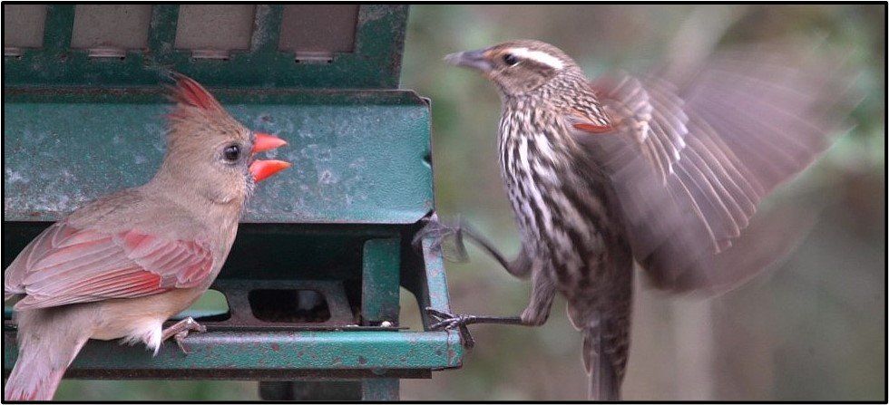 Two birds are standing next to each other at a bird feeder.
