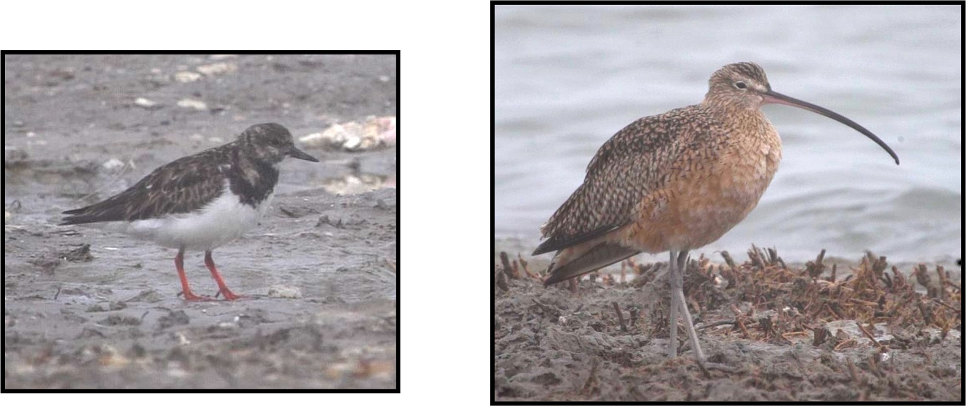 A bird with a long beak is standing next to another bird.