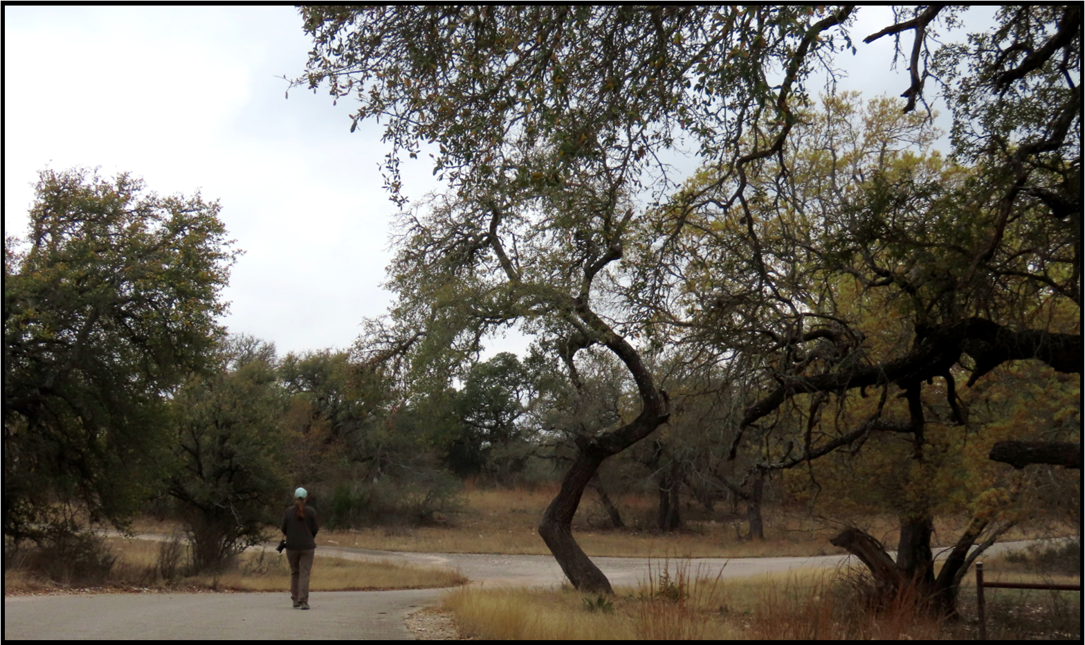 A man walking down a road with trees in the background