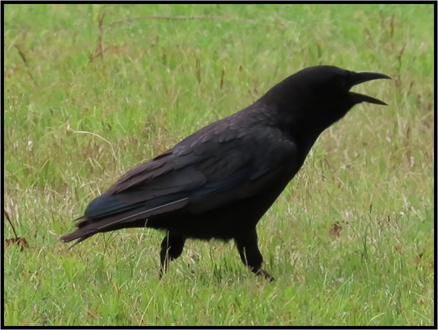 A black bird is standing in the grass with its beak open