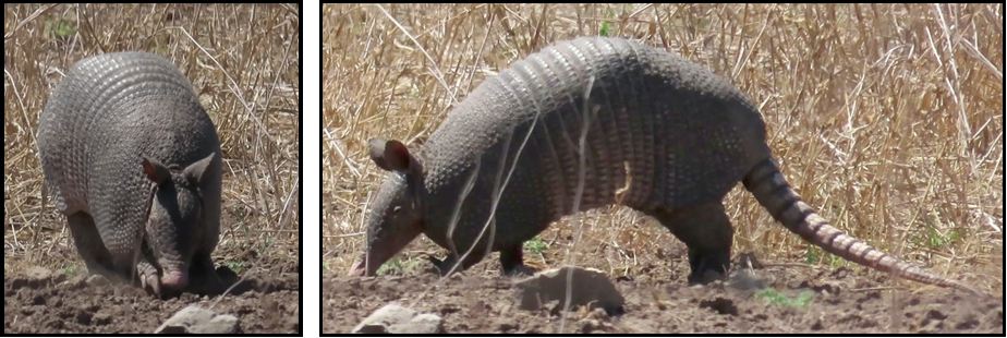 Two pictures of an armadillo standing in the dirt