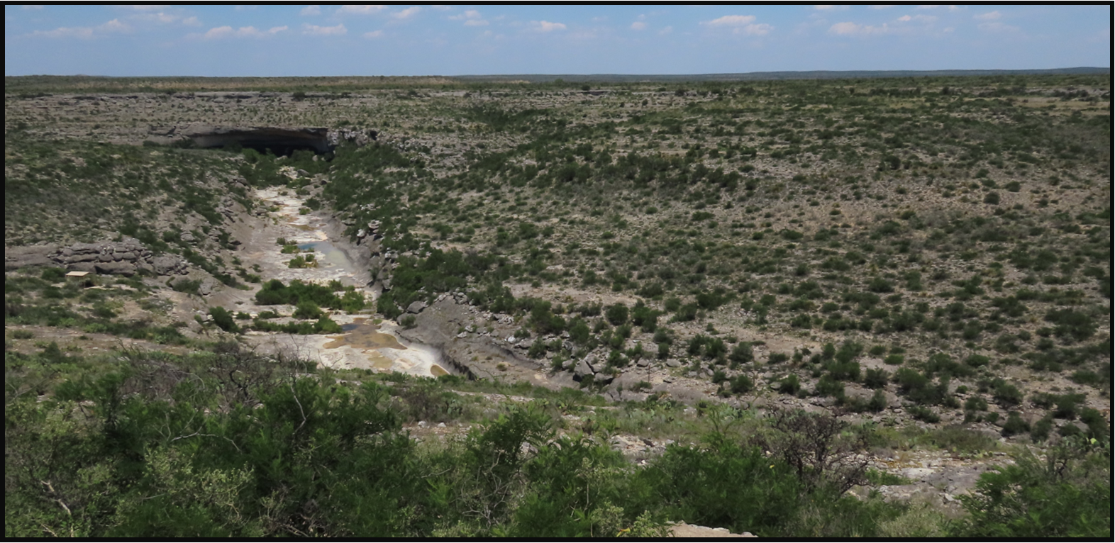 A desert landscape with a lot of trees and dirt