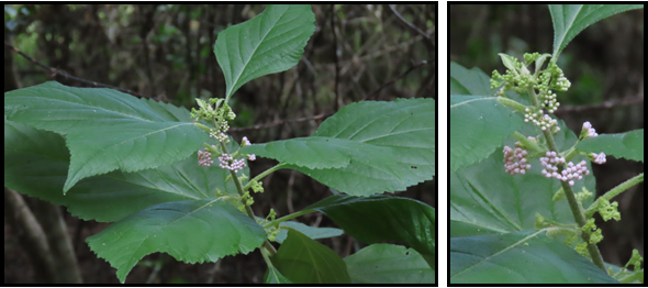 Two pictures of a plant with leaves and flowers