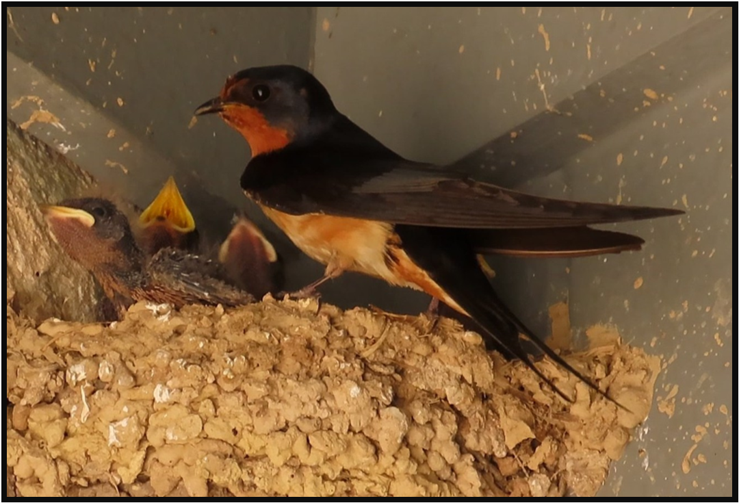 A bird sitting on top of a pile of wood chips