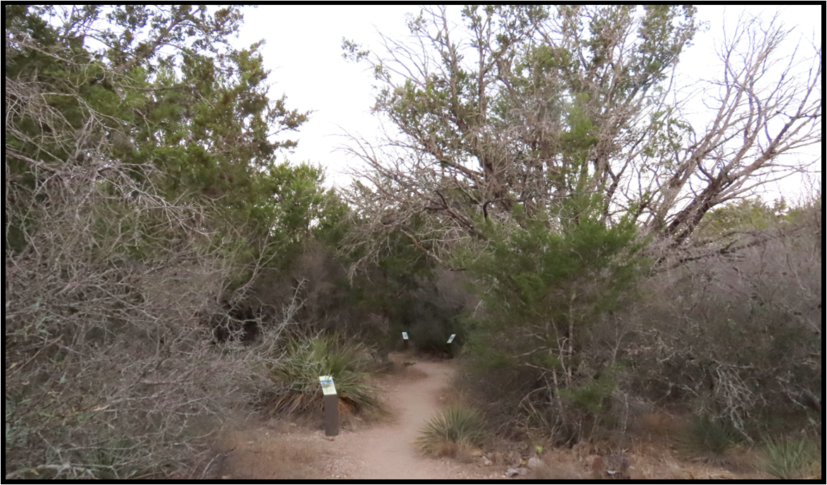 A dirt path in the middle of a forest surrounded by trees and bushes.