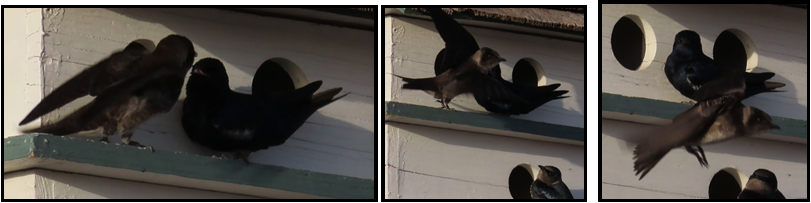 A collage of three pictures of birds on a building
