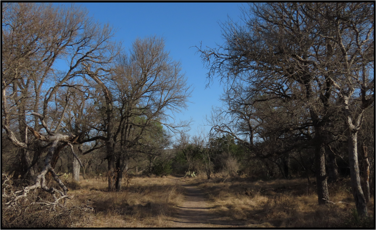 A dirt road going through a forest with trees without leaves