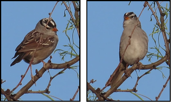 Two birds are perched on a tree branch with a blue sky in the background