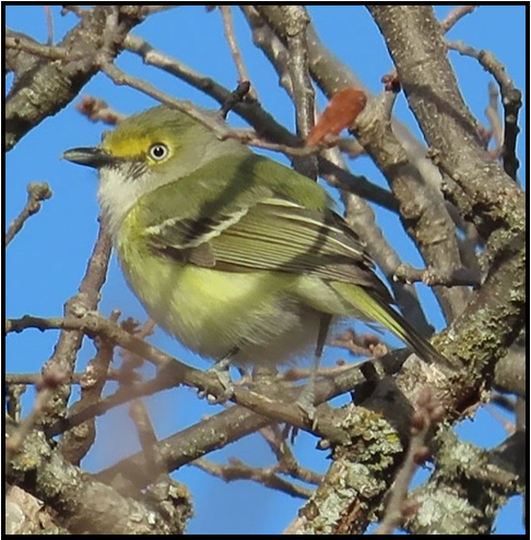 A small bird perched on a tree branch with a blue sky in the background