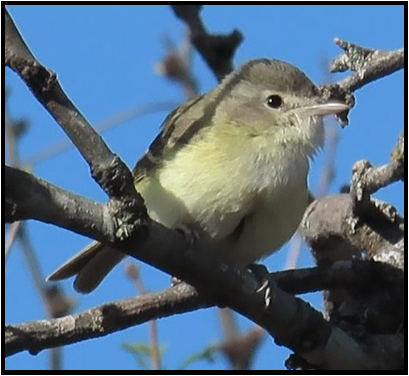 A small bird perched on a tree branch with its beak open