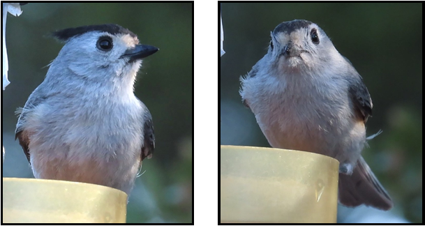 Two pictures of a bird sitting on a yellow object.