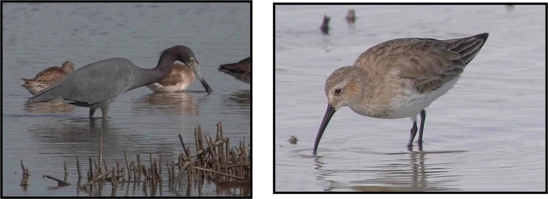 A bird with a long beak is standing in the water.