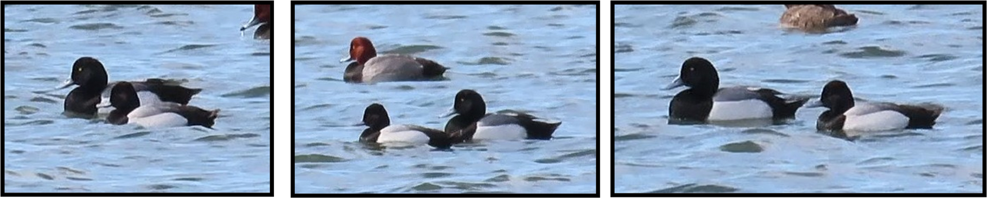 A group of ducks are swimming in the water.
