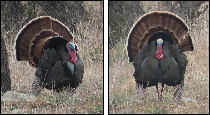 Two turkeys are standing in the grass with their feathers spread out