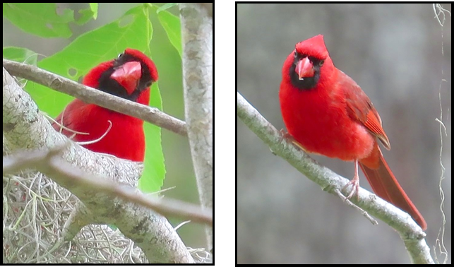 Two red cardinals are perched on a tree branch
