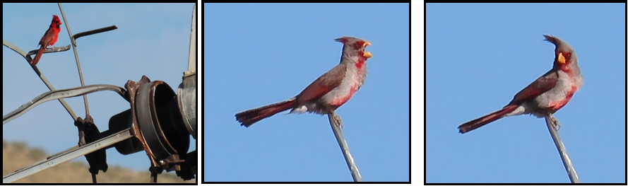 Three pictures of a bird sitting on a pole