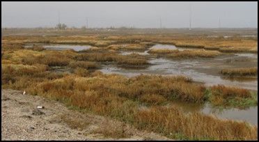 A swamp with a lot of grass and water in it