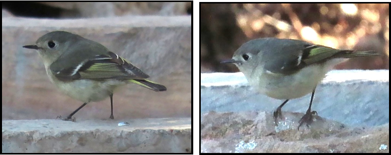 Two pictures of a small bird standing on a rock