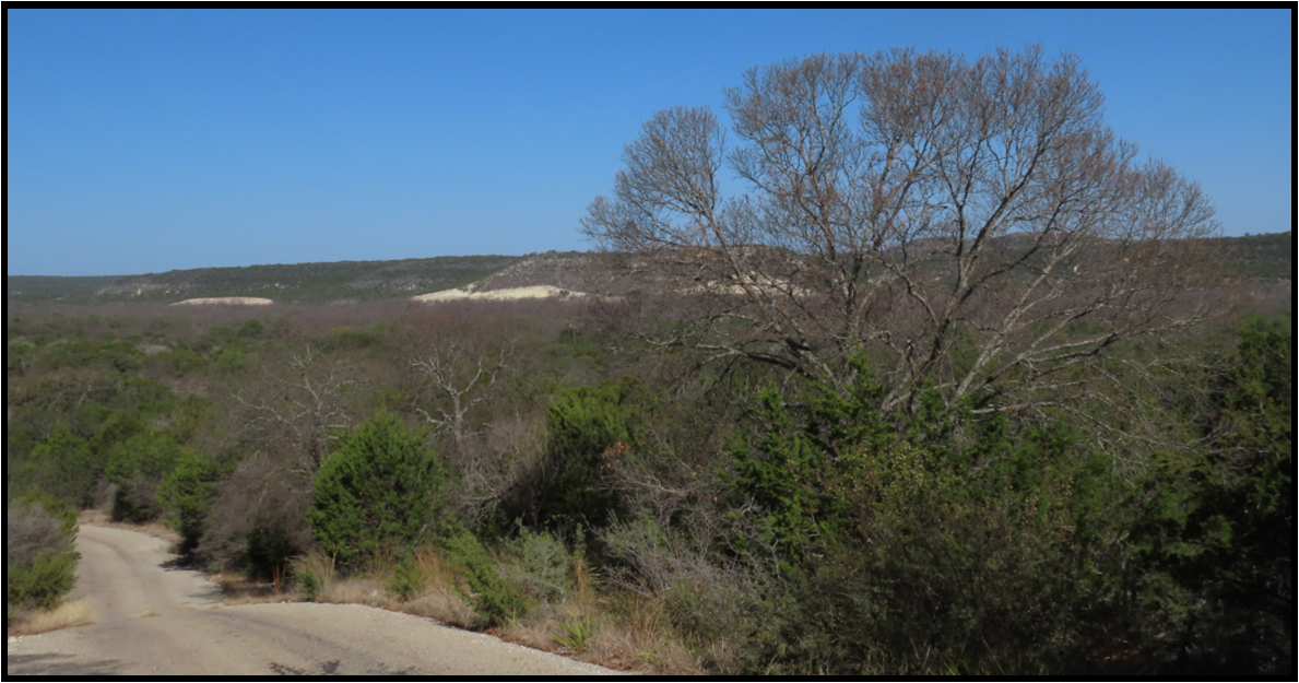 A dirt road going through a lush green forest.