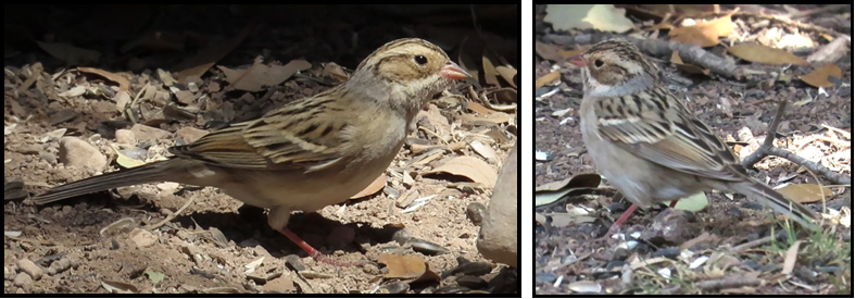 Two pictures of a small bird standing on the ground.