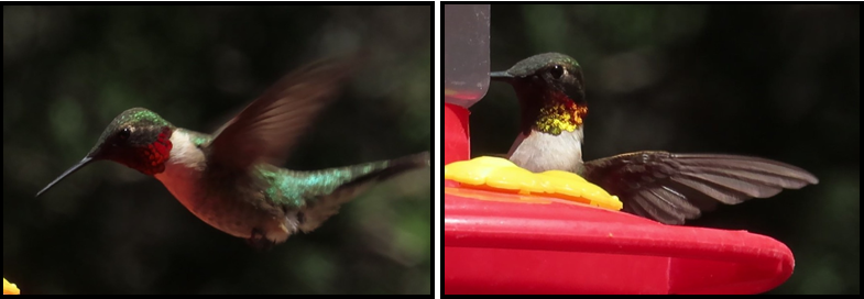 Two hummingbirds are sitting on a red bird feeder.