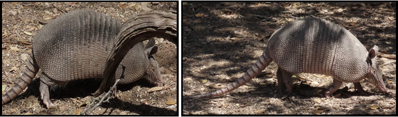 Two pictures of an armadillo standing in the dirt.