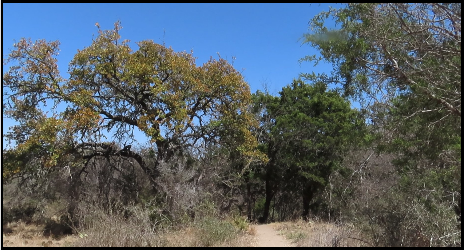 A path in the middle of a forest with trees and bushes