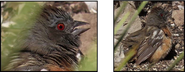 Two pictures of a bird with red eyes