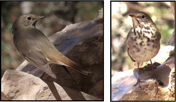 Two pictures of a bird sitting on a rock