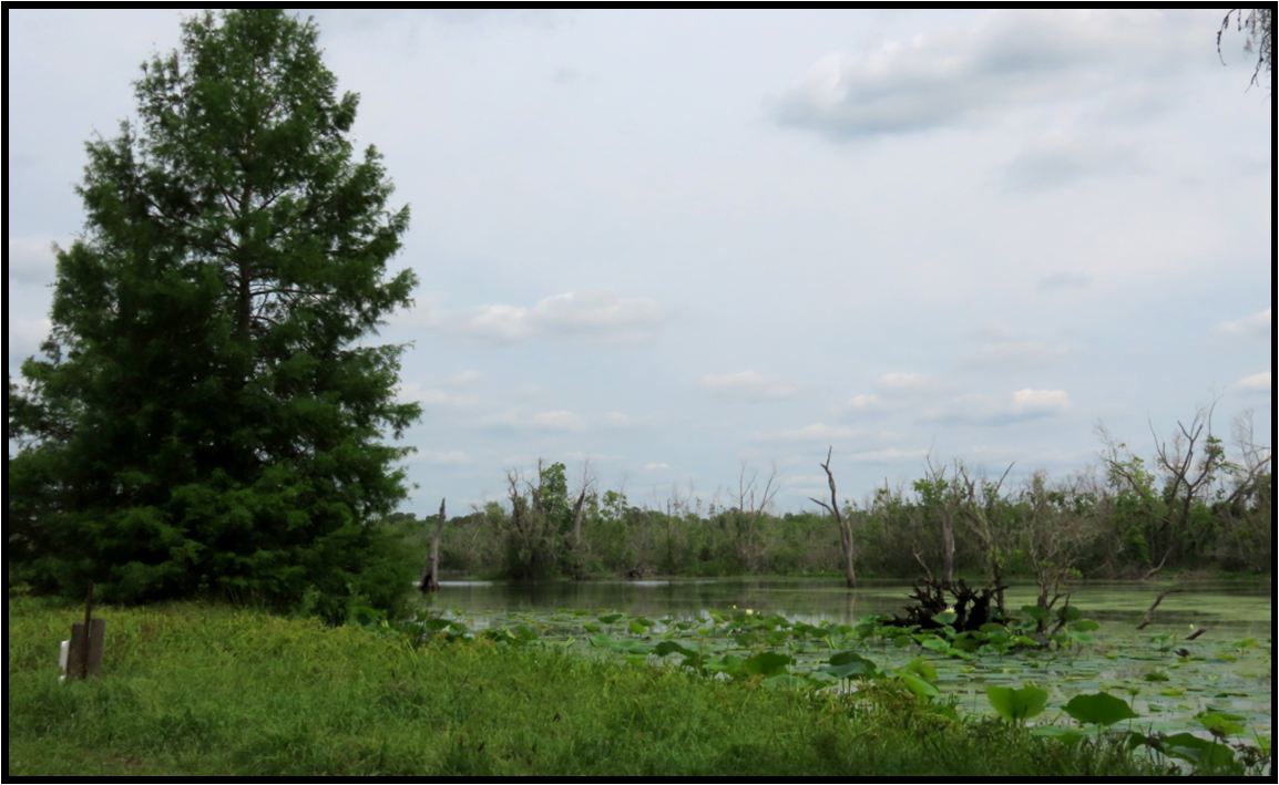 A swamp with a tree in the middle of it