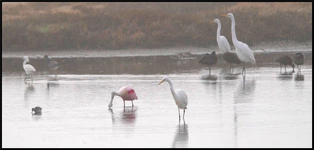 A group of birds are standing in a body of water